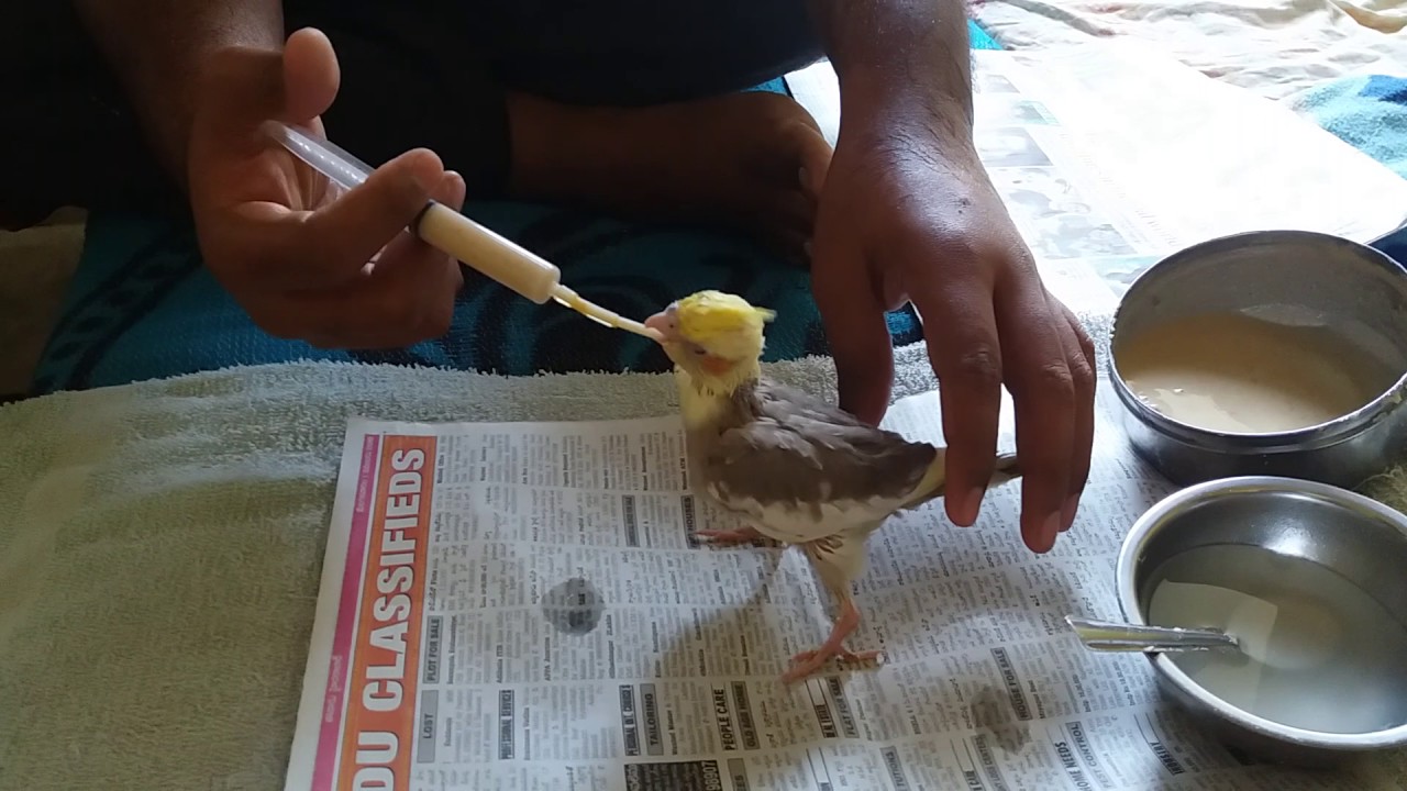 Best Hand Feeding For Cockatiels 250gm